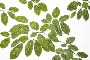 Green leaves with white veins on a white background photo