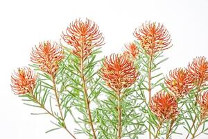 Bunch of Orange Gerbera Daisies on White Background photo