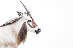 Close-up of a scimitar-horned oryx photo