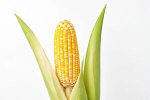 Corn on the cob with husk, isolated on white background photo