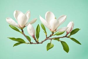 Magnolia Flower Branch on a Mint Green Background photo