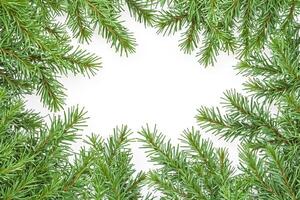 Evergreen Frame on White Background photo
