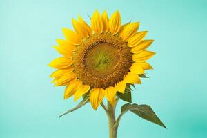 Sunflower on a Turquoise Background photo