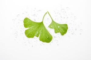 Ginkgo Leaf with Water Droplets photo