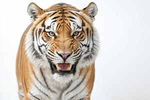 Close Up Portrait of a Tiger with its Mouth Open photo