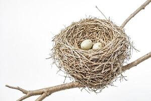 Bird's Nest with Eggs on a Branch photo