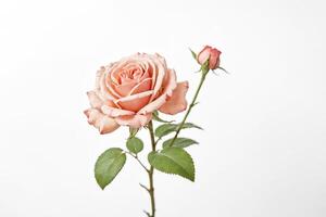 Single Peach Rose with Bud on White Background photo