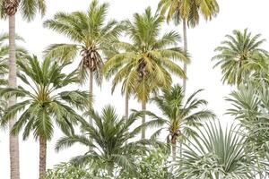 Lush Green Palm Trees Against a White Background photo