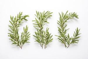 Green Leaves Frame on White Background photo