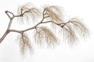Dry Tree Branch Isolated on White Background photo