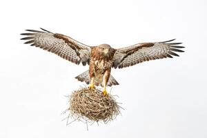 Hawk perched on a nest with wings spread photo