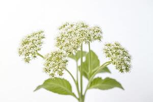 Delicate White Flower Cluster on White Background photo
