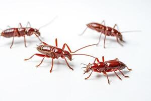 Four Red Beetles On White Background photo