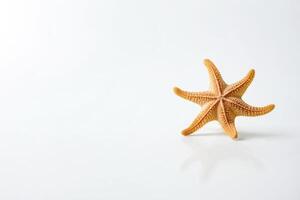 Starfish on White Background photo