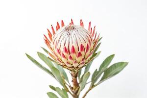 Closeup of a Single Red and White Protea Flower on White Background photo