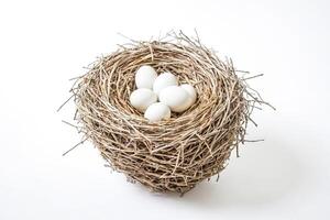 Bird's Nest with White Eggs photo