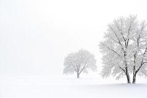 Snow-Covered Trees in a Winter Wonderland photo