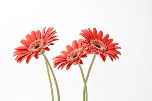 Three Red Gerbera Daisies on White Background photo