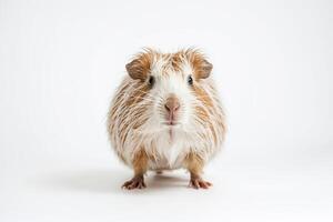 Adorable Guinea Pig With Wet Fur Looking Directly at the Camera photo