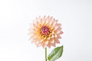 Single Peach Dahlia on White Background photo