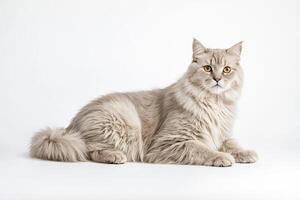 Fluffy White Cat Lying on a White Background photo