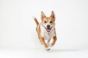 Happy Dog Running with Splashing Water photo