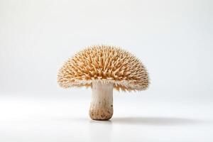 Spiky Mushroom on White Background photo