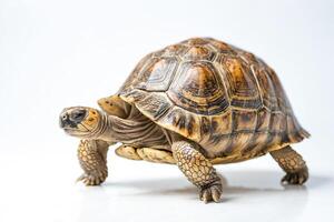 Closeup of a Tortoise Walking on a White Background photo