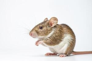 Closeup of a cute brown and white rat on white background photo