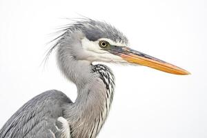 Grey Heron Portrait with a White Background photo