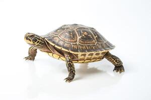 Closeup of a turtle walking on a white background photo