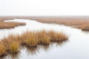 Foggy Marsh with Grass Reflection photo