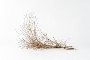 Dried Branch on White Background photo