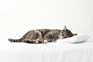 Sleeping Tabby Cat on White Bedding photo