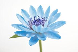 Close-up of a Blue Water Lily Flower with White Background photo