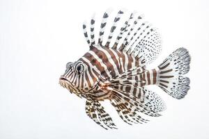 Lionfish Portrait with White Background photo