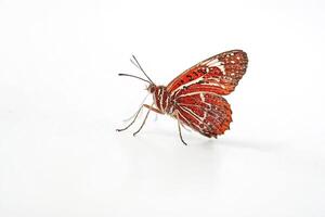 Macro Photography of a Red and White Butterfly on a White Background photo