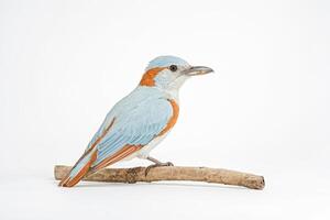Blue-and-Orange Bird Perched on a Branch photo