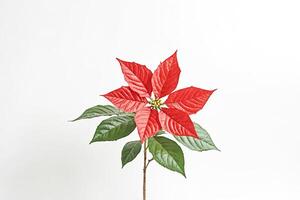 Red Poinsettia Flower on a White Background photo