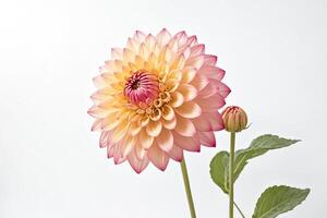 Close-up of a Single Pink Dahlia with a Bud photo