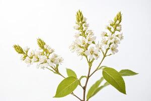 White Flower Branch with Green Leaves Isolated on White Background photo