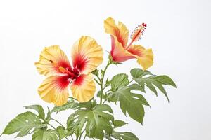 Yellow and Red Hibiscus Flower on White Background photo