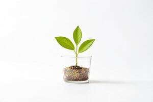 Green sprout in a glass of water on white background photo