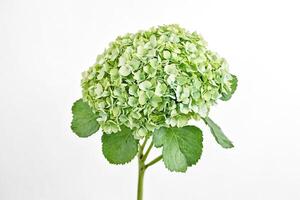 Green Hydrangea Flower Isolated on White Background photo