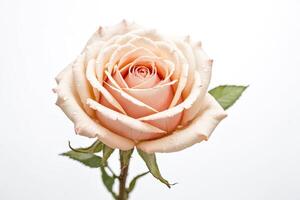 Delicate Peach Rose with Dew Drops photo