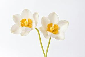 Two White Daffodils with Yellow Centers on a White Background photo