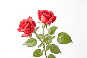 Two Red Roses with Green Leaves Isolated on White Background photo