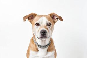 Portrait of a brown and white dog with a gray collar photo