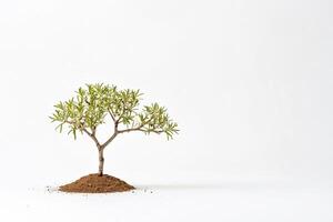 Small green tree on white background photo