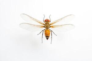 Macro Photography of a Bee with Spread Wings on a White Background photo